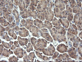 ERG Antibody - IHC of paraffin-embedded Human pancreas tissue using anti-ERG mouse monoclonal antibody.
