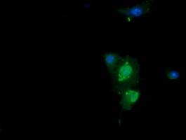 ERG Antibody - Anti-ERG mouse monoclonal antibody immunofluorescent staining of COS7 cells transiently transfected by pCMV6-ENTRY ERG.