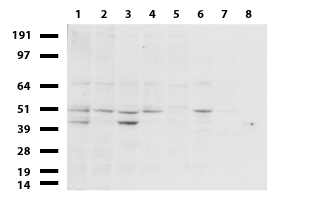 ERG Antibody - Western blot of cell lysates. (35ug) from 8 different cell lines. (1: HeLa, 2: SV-T2, 3: A549. 4: COS7, 5: Jurkat, 6: MDCK, 7: PC-12, 8: MCF7).