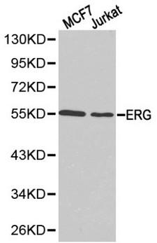 ERG Antibody - Western blot of ERG pAb in extracts from MCF7 and Jurkat cells.