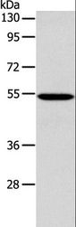 ERG Antibody - Western blot analysis of 293T cell, using ERG Polyclonal Antibody at dilution of 1:650.