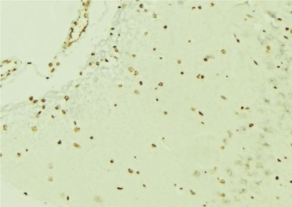 ERG Antibody - 1:100 staining mouse brain tissue by IHC-P. The sample was formaldehyde fixed and a heat mediated antigen retrieval step in citrate buffer was performed. The sample was then blocked and incubated with the antibody for 1.5 hours at 22°C. An HRP conjugated goat anti-rabbit antibody was used as the secondary.