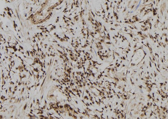 ERG Antibody - 1:100 staining human gastric tissue by IHC-P. The sample was formaldehyde fixed and a heat mediated antigen retrieval step in citrate buffer was performed. The sample was then blocked and incubated with the antibody for 1.5 hours at 22°C. An HRP conjugated goat anti-rabbit antibody was used as the secondary.