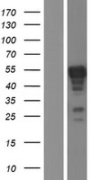 ERG Protein - Western validation with an anti-DDK antibody * L: Control HEK293 lysate R: Over-expression lysate