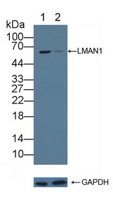 ERGIC-53 / LMAN1 Antibody - Knockout Varification: Lane 1: Wild-type Hela cell lysate; Lane 2: LMAN1 knockout Hela cell lysate; Predicted MW: 58kd Observed MW: 58kd Primary Ab: 1µg/ml Rabbit Anti-Human LMAN1 Antibody Second Ab: 0.2µg/mL HRP-Linked Caprine Anti-Rabbit IgG Polyclonal Antibody
