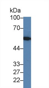 ERGIC-53 / LMAN1 Antibody - Western Blot; Sample: Human Hela cell lysate; Primary Ab: 1µg/ml Rabbit Anti-Human LMAN1 Antibody Second Ab: 0.2µg/mL HRP-Linked Caprine Anti-Rabbit IgG Polyclonal Antibody