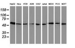 ERGIC-53 / LMAN1 Antibody - Western blot of extracts (35ug) from 9 different cell lines by using anti-LMAN1 monoclonal antibody.