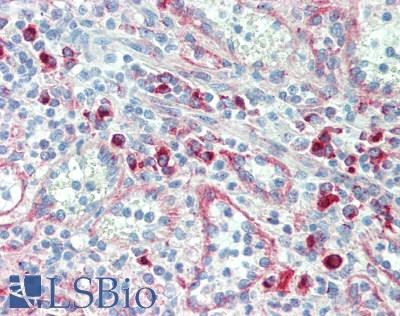 ERGIC-53 / LMAN1 Antibody - Human Spleen: Formalin-Fixed, Paraffin-Embedded (FFPE), at a dilution of 1:50.