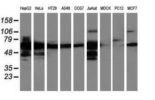 ERGIC-53 / LMAN1 Antibody - Western blot of extracts (35 ug) from 9 different cell lines by using anti-LMAN1 monoclonal antibody.