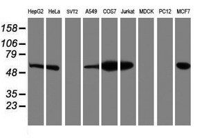 ERGIC-53 / LMAN1 Antibody - Western blot of extracts (35ug) from 9 different cell lines by using anti-LMAN1 monoclonal antibody.