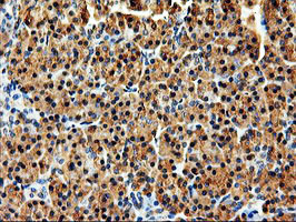 ERGIC-53 / LMAN1 Antibody - IHC of paraffin-embedded Human pancreas tissue using anti-LMAN1 mouse monoclonal antibody. (Heat-induced epitope retrieval by 10mM citric buffer, pH6.0, 100C for 10min).