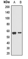 ERGIC-53 / LMAN1 Antibody
