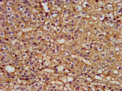 ERGIC-53 / LMAN1 Antibody - Immunohistochemistry image at a dilution of 1:300 and staining in paraffin-embedded human adrenal gland tissue performed on a Leica BondTM system. After dewaxing and hydration, antigen retrieval was mediated by high pressure in a citrate buffer (pH 6.0) . Section was blocked with 10% normal goat serum 30min at RT. Then primary antibody (1% BSA) was incubated at 4 °C overnight. The primary is detected by a biotinylated secondary antibody and visualized using an HRP conjugated SP system.