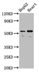 ERGIC-53 / LMAN1 Antibody - Positive Western Blot detected in HepG2 whole cell lysate, Mouse heart tissue. All lanes: LMAN1 antibody at 5.3 µg/ml Secondary Goat polyclonal to rabbit IgG at 1/50000 dilution. Predicted band size: 58 KDa. Observed band size: 58 KDa
