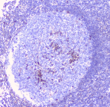 ERGIC-53 / LMAN1 Antibody - IHC staining of FFPE human tonsil with LMAN1 antibody at 1ug/ml. HIER: boil tissue sections in pH6, 10mM citrate buffer, for 10-20 min followed by cooling at RT for 20 min.