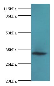 ERGIC1 Antibody - Western blot. All lanes: ERGIC1 antibody at 2 ug/ml+HepG2 whole cell lysate. Secondary antibody: Goat polyclonal to rabbit at 1:10000 dilution. Predicted band size: 33 kDa. Observed band size: 33 kDa.  This image was taken for the unconjugated form of this product. Other forms have not been tested.