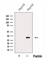 ERGIC1 Antibody - Western blot analysis of extracts of HepG2 cells using ERGIC1 antibody. The lane on the left was treated with blocking peptide.