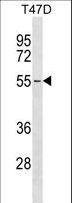 ERGIC2 Antibody - ERGIC2 Antibody western blot of T47D cell line lysates (35 ug/lane). The ERGIC2 antibody detected the ERGIC2 protein (arrow).