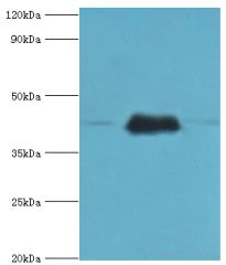 ERGIC2 Antibody - Western blot. All lanes: Endoplasmic reticulum-Golgi intermediate compartment protein 2 antibody at 4 ug/ml. Lane 1: HepG2 whole cell lysate. Lane 2: Jurkat whole cell lysate. Lane 3: mouse lung tissue. secondary Goat polyclonal to rabbit at 1:10000 dilution. Predicted band size: 43 kDa. Observed band size: 43 kDa.