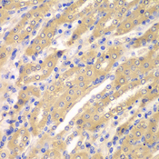 ERGIC2 Antibody - Immunohistochemistry of paraffin-embedded mouse kidney tissue.