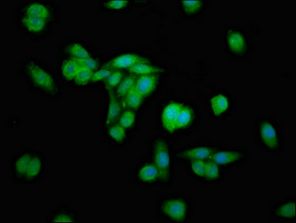 ERGIC2 Antibody - Immunofluorescence staining of HepG2 cells at a dilution of 1:133, counter-stained with DAPI. The cells were fixed in 4% formaldehyde, permeabilized using 0.2% Triton X-100 and blocked in 10% normal Goat Serum. The cells were then incubated with the antibody overnight at 4°C.The secondary antibody was Alexa Fluor 488-congugated AffiniPure Goat Anti-Rabbit IgG (H+L) .