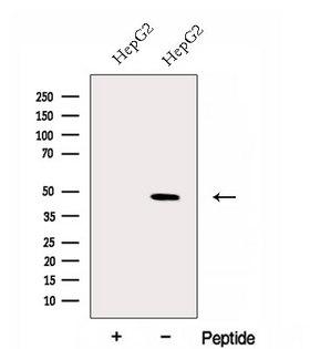 ERGIC2 Antibody