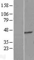 ERGIC2 Protein - Western validation with an anti-DDK antibody * L: Control HEK293 lysate R: Over-expression lysate