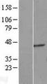 ERGIC2 Protein - Western validation with an anti-DDK antibody * L: Control HEK293 lysate R: Over-expression lysate