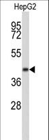 ERGIC3 Antibody - Western blot of ERGIC3 Antibody in HepG2 cell line lysates (35 ug/lane). ERGIC3 (arrow) was detected using the purified antibody.
