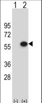 ERGIC3 Antibody - Western blot of ERGIC3 (arrow) using rabbit polyclonal ERGIC3 Antibody. 293 cell lysates (2 ug/lane) either nontransfected (Lane 1) or transiently transfected (Lane 2) with the ERGIC3 gene.