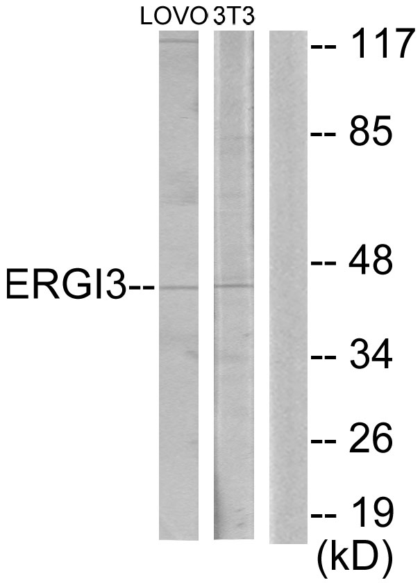 ERGIC3 Antibody - Western blot analysis of lysates from LOVO and NIH/3T3 cells, using ERGI3 Antibody. The lane on the right is blocked with the synthesized peptide.