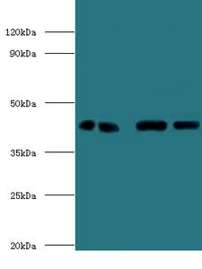 ERGIC3 Antibody - Western blot of Endoplasmic reticulum-Golgi intermediate compartment protein 3 antibody at 2 ug/ml. Lane 1: HepG2 whole cell lysate Lane 2: 293T whole cell lysate Lane 3: HeLa whole cell lysate Lane 4: MCF-7 whole cell lysate. Secondary: Goat polyclonal to rabbit at 1:10000 dilution Predicted band size: 43 KDa Observed band size: 43 KDa.  This image was taken for the unconjugated form of this product. Other forms have not been tested.