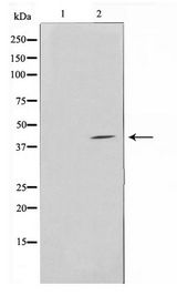 ERGIC3 Antibody - Western blot of LOVO cell lysate using ERGI3 Antibody
