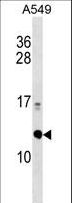 ERH Antibody - ERH Antibody western blot of A549 cell line lysates (35 ug/lane). The ERH antibody detected the ERH protein (arrow).