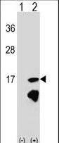 ERH Antibody - Western blot of ERH (arrow) using rabbit polyclonal ERH Antibody. 293 cell lysates (2 ug/lane) either nontransfected (Lane 1) or transiently transfected (Lane 2) with the ERH gene.