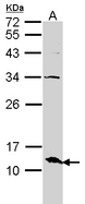 ERH Antibody - Sample (30 ug of whole cell lysate). A: A431. 15% SDS PAGE. ERH antibody diluted at 1:1500