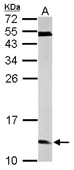 ERH Antibody - Sample (50 ug of whole cell lysate). A: mouse brain. 15% SDS PAGE. ERH antibody diluted at 1:1000.