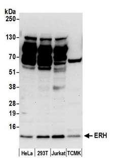 ERH Antibody - Detection of human and mouse ERH by western blot. Samples: Whole cell lysate (50 µg) from HeLa, HEK293T, Jurkat, and mouse TCMK-1 cells prepared using NETN lysis buffer. Antibody: Affinity purified rabbit anti-ERH antibody used for WB at 0.1 µg/ml. Detection: Chemiluminescence with an exposure time of 30 seconds.