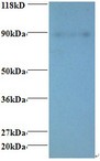 ERH Antibody - Western blot of Enhancer of rudimentary homolog Antibody at 2 ug/ml + 293T whole cell lysate at 20 ug. Secondary: Goat polyclonal to Rabbit IgG at 1:15000 dilution. Predicted band size: 11 kDa. Observed band size: 88 kDa.  This image was taken for the unconjugated form of this product. Other forms have not been tested.