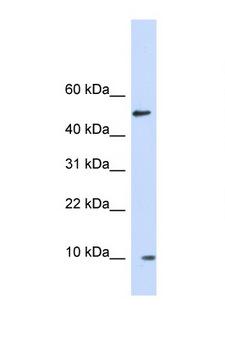 ERH Antibody - ERH antibody Western blot of Fetal Brain lysate. Antibody concentration 1 ug/ml.  This image was taken for the unconjugated form of this product. Other forms have not been tested.