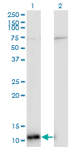 ERH Antibody - Western blot of ERH expression in transfected 293T cell line by ERH monoclonal antibody (M14), clone 4A10.
