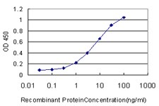 ERH Antibody - Detection limit for recombinant GST tagged ERH is approximately 0.3 ng/ml as a capture antibody.