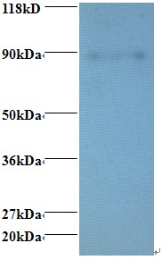 ERH Antibody - Western blot of Enhancer of rudimentary homolog Antibody at 2 ug/ml + 293T whole cell lysate at 20 ug. Secondary: Goat polyclonal to Rabbit IgG at 1:15000 dilution. Predicted band size: 11 kDa. Observed band size: 88 kDa.  This image was taken for the unconjugated form of this product. Other forms have not been tested.