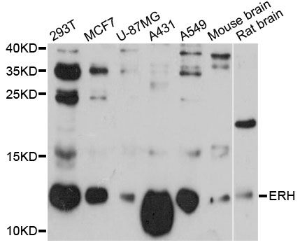ERH Antibody - Western blot analysis of extracts of various cell lines, using ERH antibody at 1:3000 dilution. The secondary antibody used was an HRP Goat Anti-Rabbit IgG (H+L) at 1:10000 dilution. Lysates were loaded 25ug per lane and 3% nonfat dry milk in TBST was used for blocking. An ECL Kit was used for detection and the exposure time was 90s.