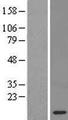 ERH Protein - Western validation with an anti-DDK antibody * L: Control HEK293 lysate R: Over-expression lysate