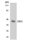 ERI1 / HEXO Antibody - Western blot analysis of the lysates from HUVECcells using ERI1 antibody.