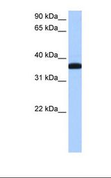 ERI1 / HEXO Antibody - MCF7 cell lysate. Antibody concentration: 0.5 ug/ml. Gel concentration: 12%.  This image was taken for the unconjugated form of this product. Other forms have not been tested.