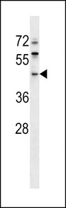 ERI1 / HEXO Antibody - ERI1 Antibody western blot of 293 cell line lysates (35 ug/lane). The ERI1 antibody detected the ERI1 protein (arrow).
