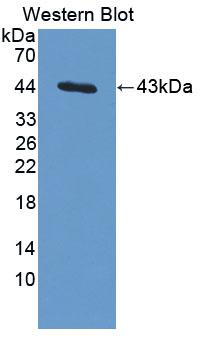 ERI1 / HEXO Antibody - Western Blot; Sample: Recombinant protein.