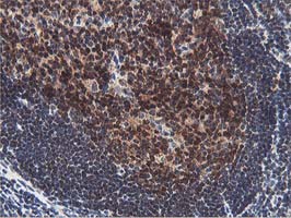 ERI1 / HEXO Antibody - IHC of paraffin-embedded Human tonsil using anti-ERI1 mouse monoclonal antibody.